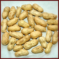 Manufacturers Exporters and Wholesale Suppliers of GROUNDNUTS Palanpur Gujarat